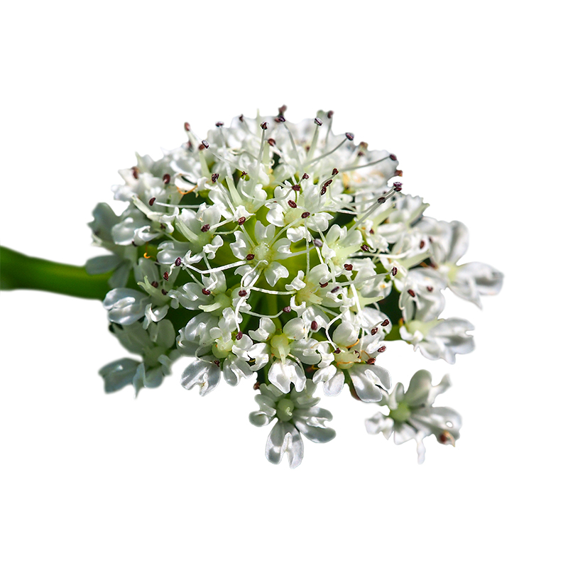Rebendolde (Oenanthe crocata) - Wirkstoffe Pascoe Naturmedizin
